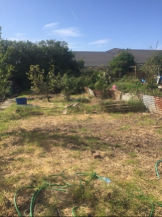 overgrown allotment, neglected allotment